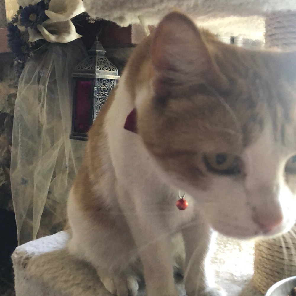 Meet your Posher, Nancy